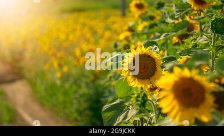 Die Sonnenblumen im Feld unter der Sommersonne am Sonnenuntergang. Wunderschöne Sonnenblumen mit selektivem Fokus und geringer Schärfentiefe. Stockfoto