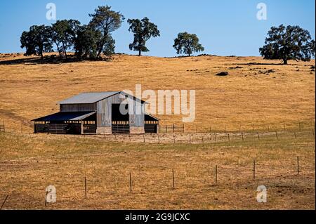 Amador County Golden Landscape, Kalifornien Stockfoto