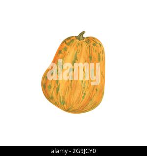 Kürbis handgezeichnet Aquarell Illustration orange Gemüse für saisonale Herbstferien Feier Design, gesunde vegetarische Ernährung, Danksagekunst, halloween Clip Art Stockfoto