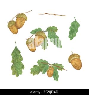 Eicheln und Blätter Set Aquarell handgezeichnete Illustration, Herbst Clipart für Urlaub Dekor, saisonales Design, gesunde vegetarische Ernährung, Dankeskarte, Banner Stockfoto