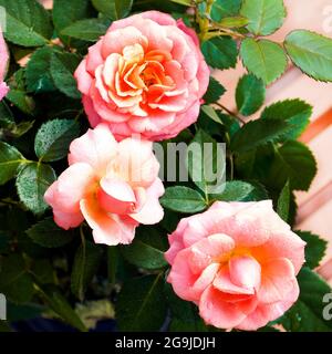 Rosa Rosen. Blühende Strauchrosen in einem Topf Stockfoto