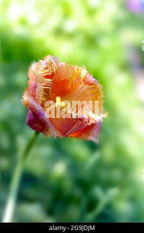 Tulpen im Garten/Tulpen Stockfoto