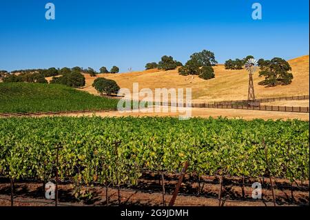 Amador County Golden Landscape, Kalifornien Stockfoto