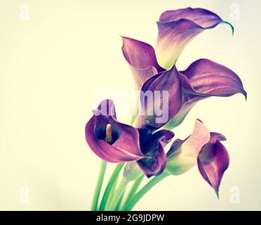 Wunderschöne Calla Blume mit Farbfiltern gemacht Stockfoto