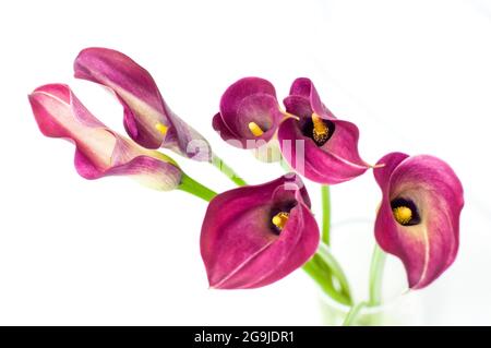 Schöne Calla Blume Stockfoto