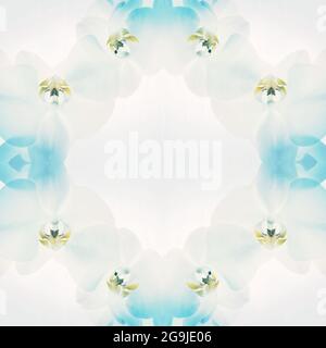 Nahaufnahme von weißen Orchideen auf hellem Hintergrund. Weiße Frühlingsorchideenblume Stockfoto
