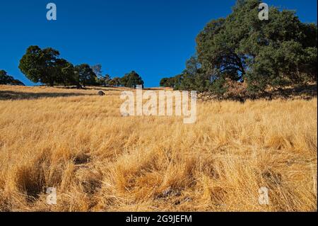 Amador County Golden Landscape, Kalifornien Stockfoto