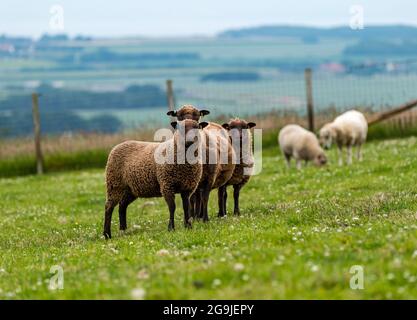 Shetland Schafe im grünen Feld mit sechs Monate alten Zwillingslämmer, East Lothian, Schottland, Großbritannien Stockfoto