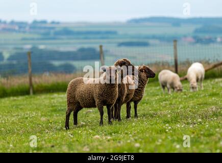 Shetland Schafe im grünen Feld mit sechs Monate alten Zwillingslämmer, East Lothian, Schottland, Großbritannien Stockfoto