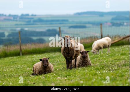 Shetland Schafe im grünen Feld mit sechs Monate alten Zwillingslämmer, East Lothian, Schottland, Großbritannien Stockfoto