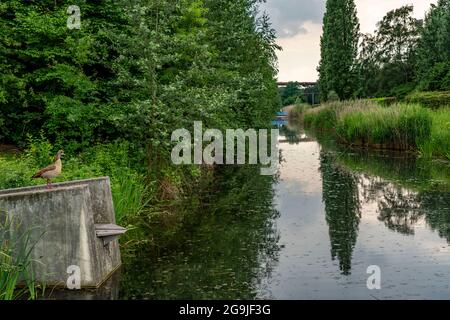 Landschaftspark Duisburg Nord, Promenade entlang der Alten Emscher, Renaturierung, NRW, Deutschland Stockfoto