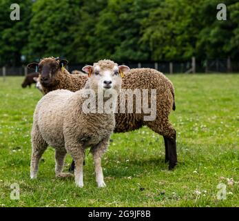 Shetland Schafe im grünen Feld mit sechs Monate alten weiblichen Lamm, East Lothian, Schottland, Großbritannien Stockfoto