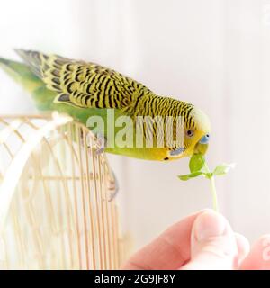 Papagei frisst aus einer menschlichen Hand frisches grünes Gras. Niedlicher grüner Wellensittich. Stockfoto