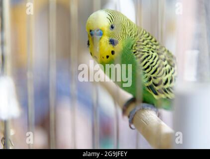 Wellensittich auf dem Vogelkäfig. Wellensittich im Käfig Stockfoto