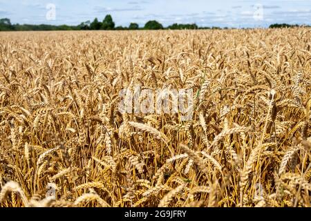 Ähren von Getreidepflanzen auf dem Feld Stockfoto