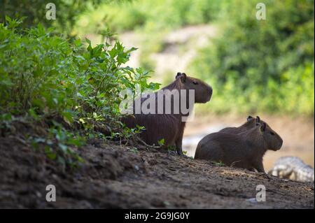 Nahaufnahme Porträt zweier Capybara (Hydrochoerus hydrochaeris) mit Caiman im Hintergrund Pampas del Yacuma, Bolivien. Stockfoto