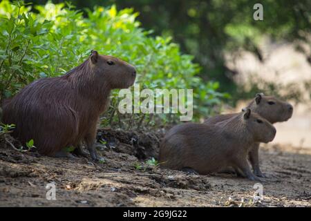 Nahaufnahme Porträt der Familie von Capybara (Hydrochoerus hydrochaeris), die am Flussufer in Pampas del Yacuma, Bolivien, sitzt. Stockfoto