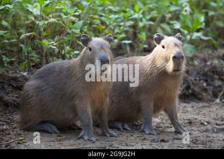 Nahaufnahme Porträt zweier Capybara (Hydrochoerus hydrochaeris), die am Flussufer sitzen und die Kamera Pampas del Yacuma, Bolivien, betrachten. Stockfoto