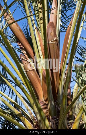 Medjool Dattelpalme „Deglet Noor“-Sorte, männliche Pollenschoten, Phoenix dactylifera. Stockfoto