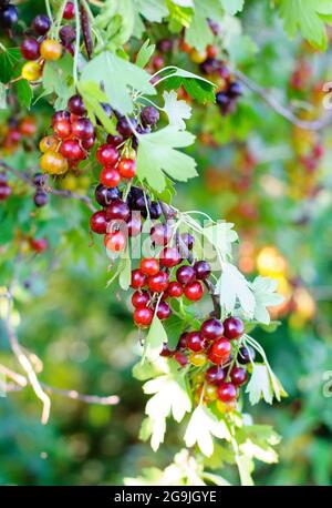 Der Jostaberry (lat. Ribes x nidigrolaria) ist ein Kreuzfruchtbusch, der die schwarze Johannisbeere, die nordamerikanische schwarze Stachelbeere und die europäische Goo umfasst Stockfoto