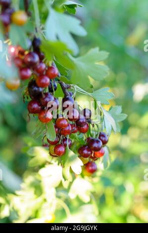 Der Jostaberry (lat. Ribes x nidigrolaria) ist ein Kreuzfruchtbusch, der die schwarze Johannisbeere, die nordamerikanische schwarze Stachelbeere und die europäische Goo umfasst Stockfoto