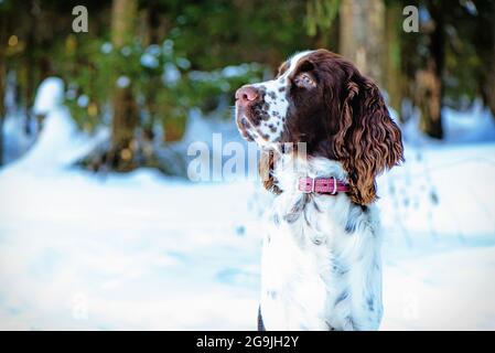Junger springer-Spaniel im Winterwald. Nahaufnahme des Jagdhundes Stockfoto
