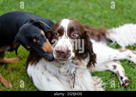 Zwei junge Hunde spielen im Sommer zusammen. Lustige Hunde züchten englischen springer Spaniel und Dackel spielen auf grünem Gras Stockfoto
