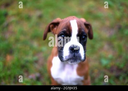 Lustige Welpen Boxer Nahaufnahme auf Sommer Natur Stockfoto