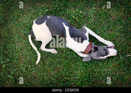 Hunderassen whippe in der Sommernatur liegt der Hund auf dem Gras und nagt Knochen Stockfoto