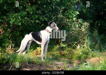 Hunderassen whippe auf Natur, Windhund Jagdhund Stockfoto