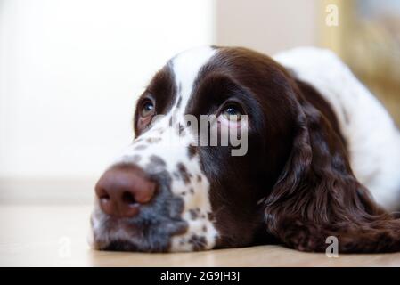 English Springer Spaniel Welpen Hund liegend auf dem Boden Stockfoto