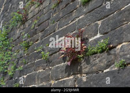 Selektives Fokusbild mit Vollformat von roten und grünen Pflanzen, die aus den Rissen einer grauen Wand wachsen. Konzentrieren Sie sich auf rote Pflanze, Pflanzen können als Unkraut gesehen werden. Stockfoto