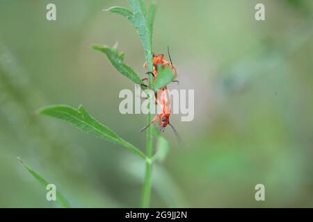 Paarung von Rotkäfern - Rhagonycha fulva Stockfoto