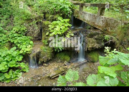 Kaskaden, Moos und Blätter im Apuseni-Gebirge, Rumänien Stockfoto