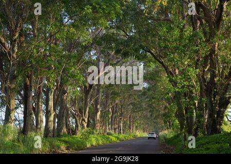 Der Baumtunnel am Highway 520, die Straße nach Koloa und Poipu in Kauai, Hawaii. Die Bäume sind Swamp Mahagoni (Eucalyptus robusta) Stockfoto