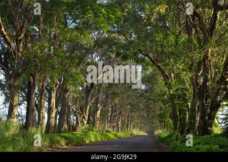 Der Baumtunnel am Highway 520, die Straße nach Koloa und Poipu in Kauai, Hawaii. Die Bäume sind Swamp Mahagoni (Eucalyptus robusta) Stockfoto