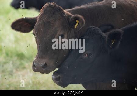 Zwei Kuh berührt Köpfe auf einem Feld - Vieh - Tierrechte Stockfoto