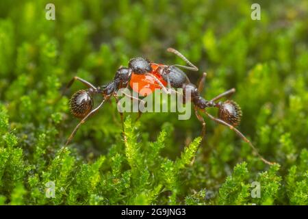 Zwei Wirbelsäulenamantinnen (Aphaenogaster picea) tragen einen Samen zurück in ihre Kolonie. Stockfoto