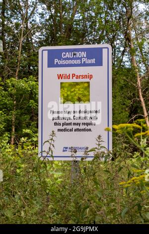 Mississauga, Ontario, Kanada - 3 2021. Juli: Selektiver Fokus auf ein Warnschild für den Anbau wilder Pastinaken in einem lokalen Park in Mississauga, Ontario. Stockfoto