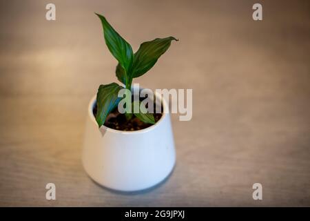 Ein Baby Spathiphyllum, oder Friedenslilien, wächst in einem weißen Topf und wird eine ideale Hauspflanze mit weißen Blüten sein Stockfoto