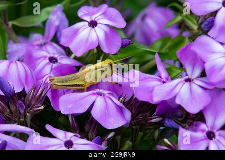 Eine Heuschrecke, Caelifera, die auf einer blauen oder violetten Phlox-Blume in einem Garten sitzt Stockfoto