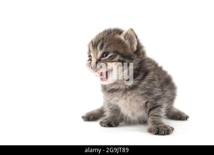 Nettes Baby neugeborenes tabby Kätzchen weinend und isoliert auf weißem Hintergrund Stockfoto