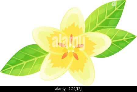 Exotische Plumeria Blume. Konzept der tropischen Blüten von Bali oder Hawaii. Weiß mit gelbem Blütenblatt. Kann für Sommer Dschungel Hochzeit oder Party-Design verwendet werden. Lager Stock Vektor
