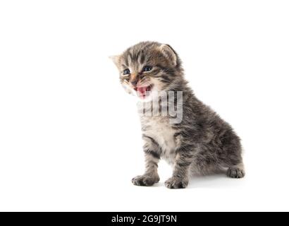 Nettes Baby neugeborenes tabby Kätzchen weinend und isoliert auf weißem Hintergrund Stockfoto