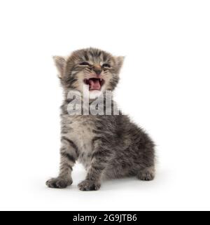 Nettes Baby neugeborenes tabby Kätzchen weinend und isoliert auf weißem Hintergrund Stockfoto