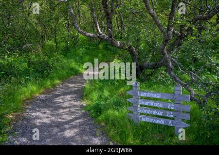 Wegweiser im Birkenwald, Morsardalur-Wanderung, Skaftafell NP, Austurland, Island Stockfoto