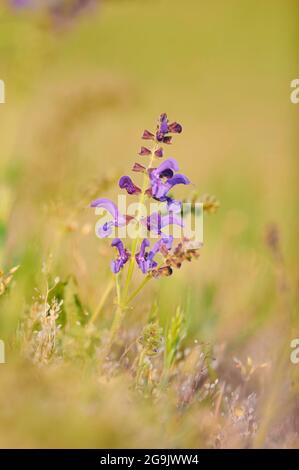 Wiesenklary (Salvia pratensis) blüht auf einer Wiese, Bayern, Nationalpark Bayerischer Wald, Deutschland Stockfoto