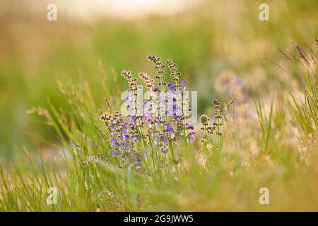 Wiesenklary (Salvia pratensis) blüht auf einer Wiese, Bayern, Nationalpark Bayerischer Wald, Deutschland Stockfoto