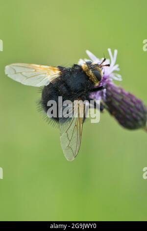 Riesentachinidfliege (Tachina grosa), Emsland, Niedersachsen, Deutschland Stockfoto