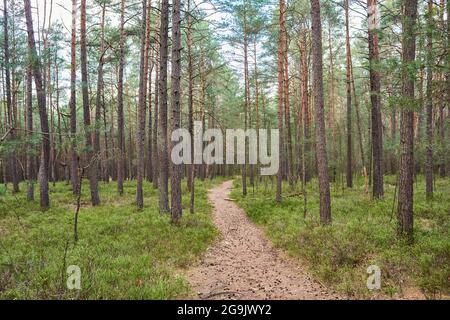 Wanderweg durch europäische Rotkiefer (Pinus sylvestris), Wald, Bayern, Deutschland Stockfoto